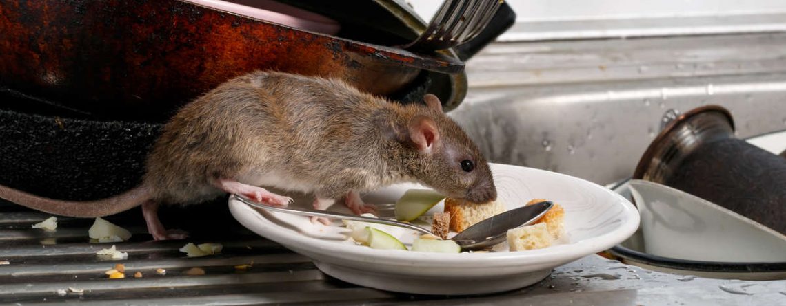 Keep rodents away from your home