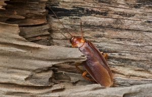 Pest Control Service Muldersdrift will successfully rid your home or workplace from dies hard Pests such as Ticks, Bed Bugs and even Cockroaches