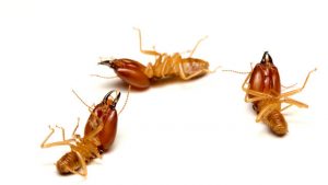 Termite Control Johannesburg can help prevention damage caused by Wood Destroying Organisms. Pest Perfecton, leaders in Structural Pest Control in South Africa