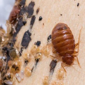 Bed Bug Control Johannesburg are you local Fumigation Experts for all Pest problems including Biting Insects such as Bed Bugs and Fleas. Pest Perfection. Perfect Pest Management each and every time.