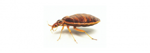 Bed Bug COntrol Johannesburg is a service designed around Exterminating Bed Bugs in any situation. If you need a domestic or commercial Bed Bug removal carried out, feel free to give Pest Perfection a call.