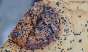 Bed Bug Control Johannesburg are a team of skilled experts who design treatments for Biting Insects such as Fleas and Bed Bugs. Pest Perfection, we are leaders in Pest Management technologies.