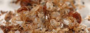 Free quotes for Bed Bug removal in Johannesburg by Pest Perfection for leaders in pest management in South Africa