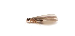Harvester Termite Control Johannesburg have a team of professionals that deal with all aspects of Termite removal and the Extermination of Termites. Pest Perfection are you local leaders in Termite Control
