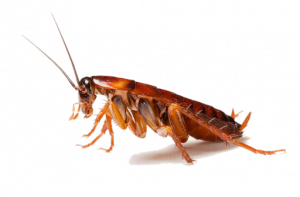 Prevent an Insect infestation with a tailored Insect Fumigation in Muldersdrift by Pest Perfection