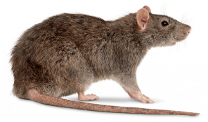 Prevent damage from Rodents with a safe and effective Pest Control service Muldersdrift. Pest Perfection have all you extermination answers.