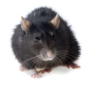 Rodents such as Rats and Mice cause damage and disease, get a Rodent Fumigation from your trusted experts at Pest Perfection, your local Rodent Control Johannesburg Experts.