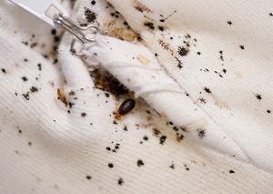 If you find signs of a Bed Bug Infestation in your home, call Pest Perfection in Johannesburg for a free quote.