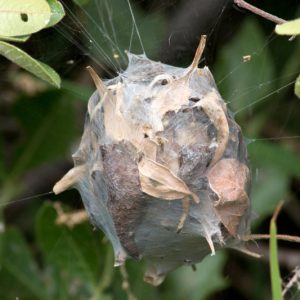 Spider Conrtol Johannesburg can ensure you home is free and clear from crawling Insects such as Spiders and Ants. Pest Perfection, you Pest Management experts in Gauteng