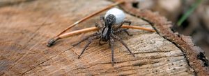 Dont let Spiders run amock in your home, call Pest Perfection for a free no obigation quote.