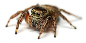 Spider Control Johannesburg is a tailored extermination service for Spiders and other Crawling insects found in Gauteng.