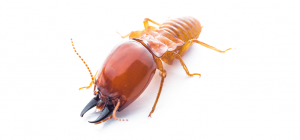 Subteranean Termite Control in Johannesburg carried out by Pest Perfection your Pest Control service in South Africa