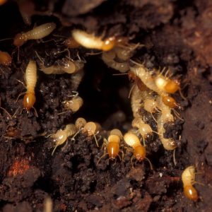 Termite Control Johannesburg design and carry out Termite Extermination and Termite removal effortlessly each and every time. Pest Perfection, your leaders in Pest Management in Gautend and South Africa