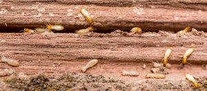 Termite Control Johannesburg is a quality guaranteed service designed to Exterminate Termites in and around the greater Gauteng area.
