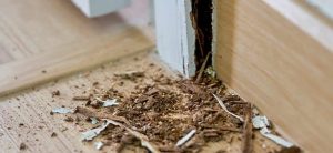 Soil poisoning for Termites in Johannesburg can save a lot of money in damages. Termite control Johannesburg a prevention service by Pest Perfection
