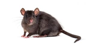 Stop the spread of Black Rats in Johannesburg by using Rodent Control Johannesburg. A service proudly brought to your doorstep by Pest Perfection