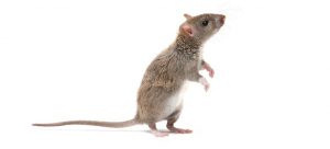 Brown Rat and ROdent Control Johannesburg is an important aspect of life when dealing with a Rat Infestation. Keep you home Rat and Mouse free with the Rat and Rodent Removal experts.