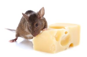 House Mouse and Rodent Control Johannesburg can help keep your home or workplace safe and free of damage and disease casued by Rodents in Johannesburg