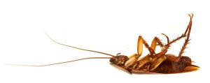 Contact us at Pest Perfection in Johannesburg for a free and no obligation quotation for all you Pest Control and Management needs.