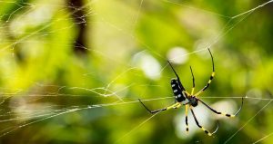 Spider Control Johannesburg are you go to team of experts than can prevent spiders and other crawling insects from entering your home. Pest Perfection, you master exterminators in JOhannesburg and Gauteng