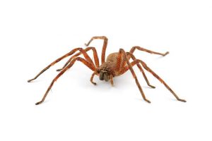 Rain Spider Control Johannesburg can ensure your home is clear of casual intruder insects such as Rain Spiders.