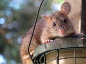 Rodent Control Johannesburg can help to maintain the safety of a Rat, Mouse and Rodent free home or workplace.