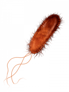 Our sanitizing service Johannesburg provides protection against viruses, bacteria as well as fungus in your home, office or workplace. Pest Perfection gives you piece of mind your staff and equipment are safe from dangerous diseases.