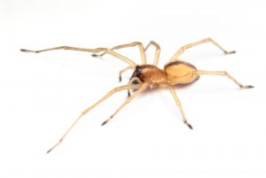 Yellow Sac SPidersare a common nuisance here in Johanesburg. Get 100% Spider Removal with the help from Pest Perfection in Johannesburg