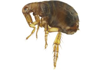 Cat Flea Control Johannesburg offers fumigation services for homes and workplaces that have a problem with Fleas and other Biting insects found in Gauteng