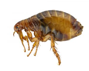 Dog Flea Control Johannesburg is a service offered by Pest Perfection here in Johannesburg. Fumigations for Fleas and other Biting insects in Gauteng.