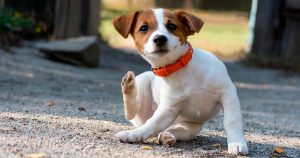 Flea Control Johannesburg can help protect your home ass well as your pest from a possible Flea Infestation.